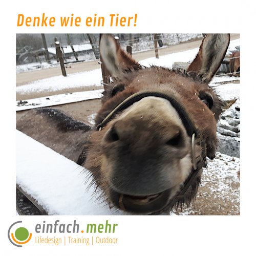 Denken wie ein Tier