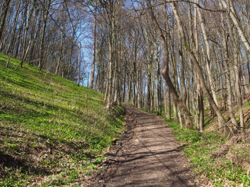 Waldweg