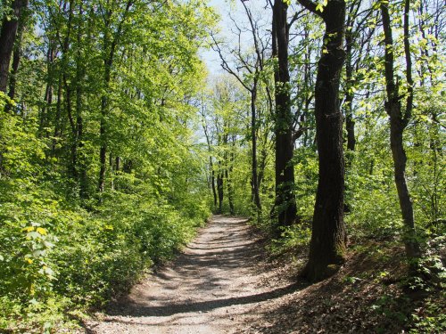 Auf einfachen Wegen durch den Wald