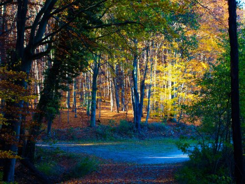 Den Wald mit allen Sinnen erleben Den Wald mit allen Sinnen erleben