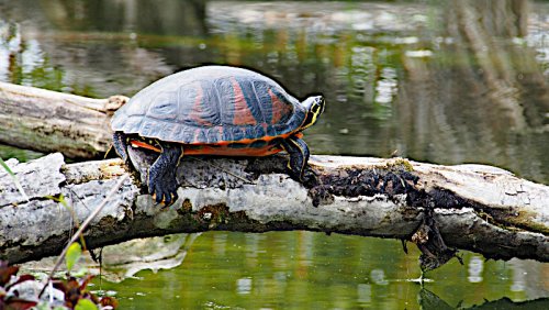 Die Schildkröte schützt sich mit einem stabilen Panzer