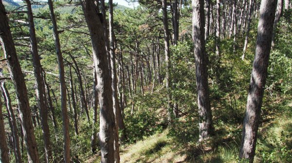 Wiener Stadtwanderweg 6 - Wanderung von Rodaun über den Zugberg nach Breitenfurt und über den Maurer Wald retour Wiener Stadtwanderweg 6 - Wanderung von Rodaun über den Zugberg nach Breitenfurt und über den Maurer Wald retour