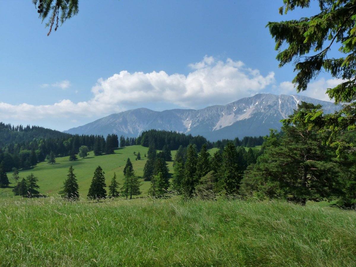 Mamauwiese / Schneebergland / Niederösterreich