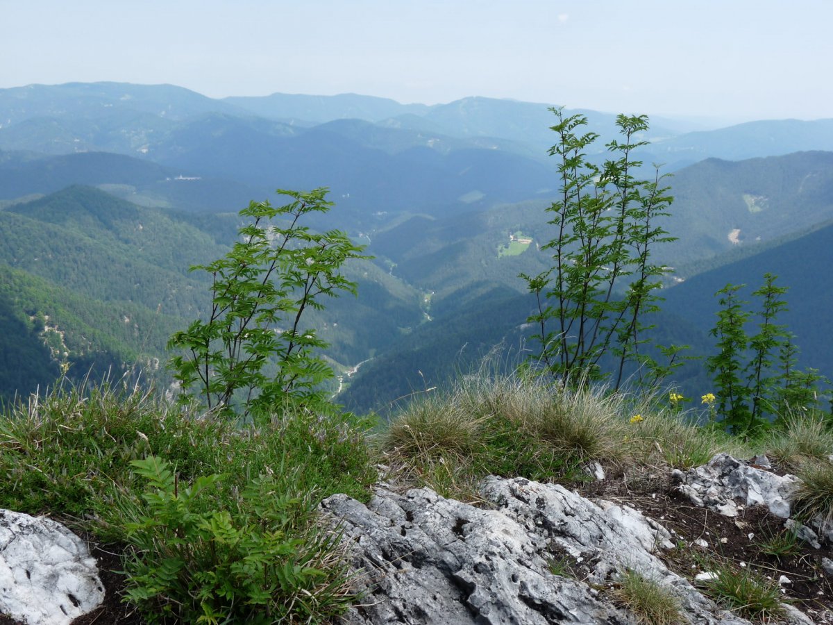 Blick vom Öhler / Niederösterreich