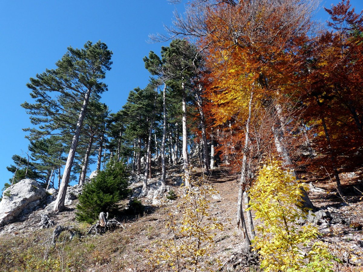 Am Waldburgangerweg / Payerbach / Niederösterreich