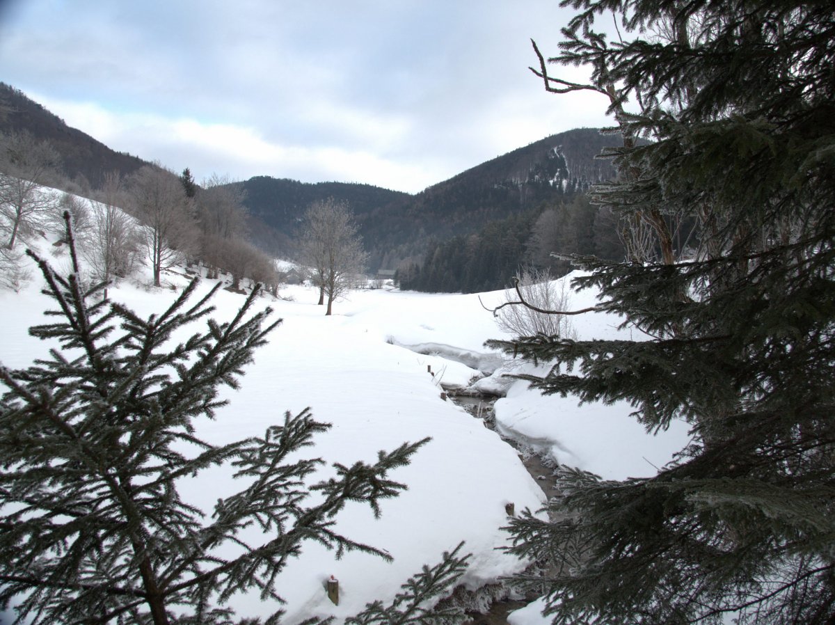 Weidengraben / Atz / Niederösterreich