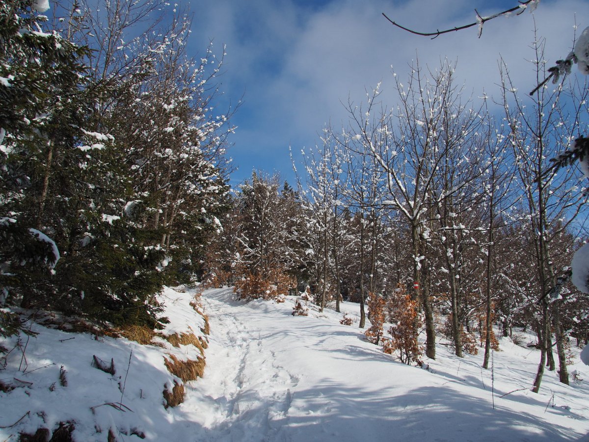 Plackles / Hohe Wand / Niederösterreich