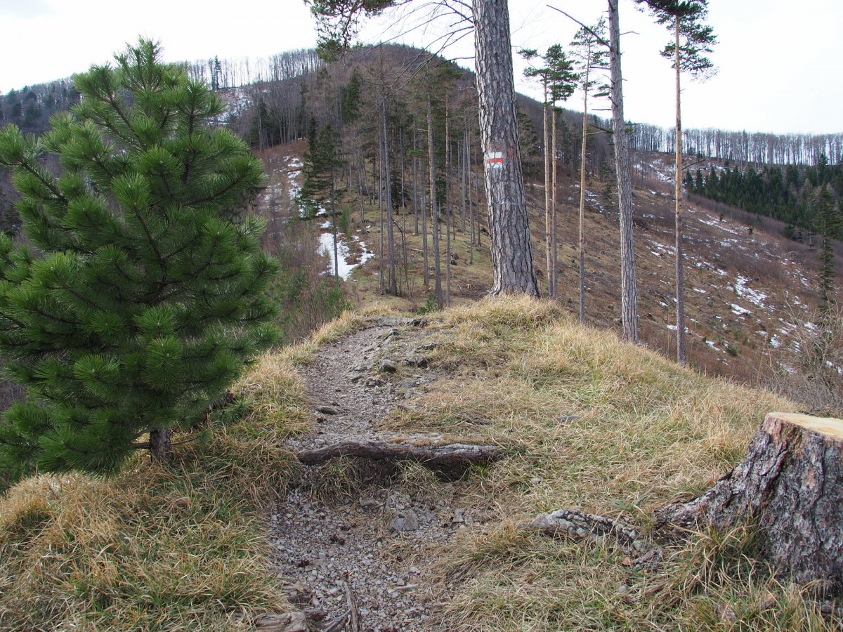 Über den Weißriegel zum Kieneck / Kieneck / Niederösterreich