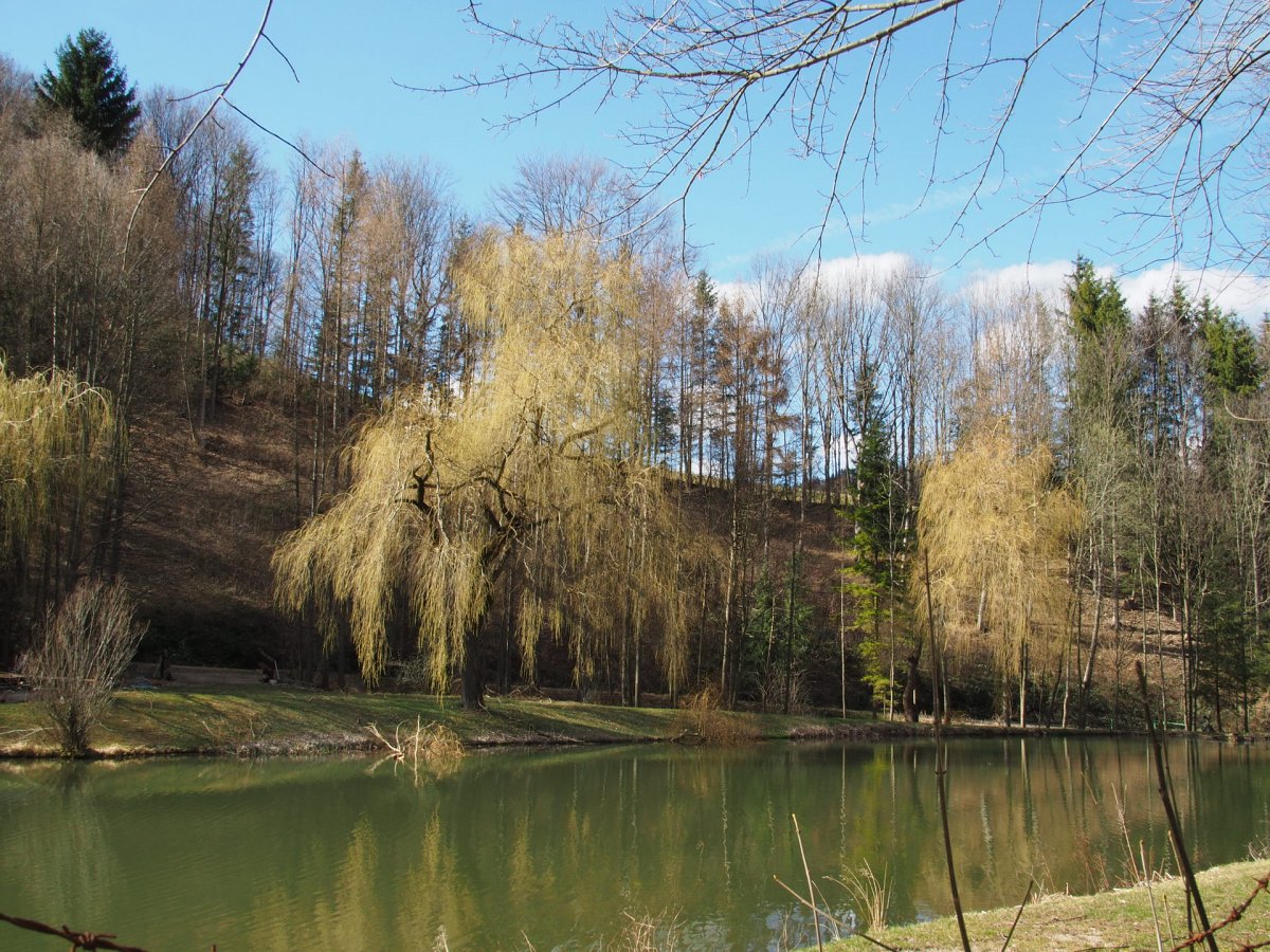 Fischzucht / Höfnergraben / Niederösterreich