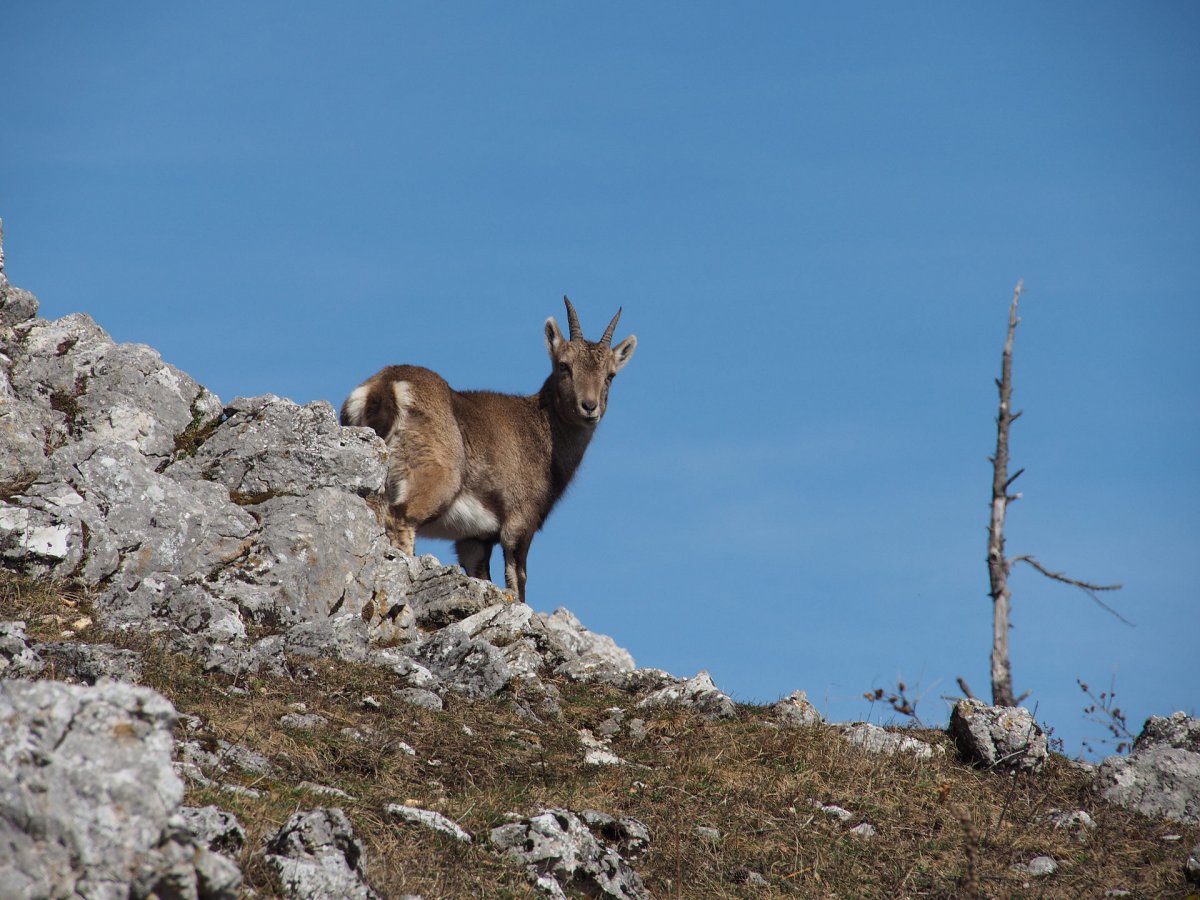 Steinbock am Gaisstein / Niederösterreich