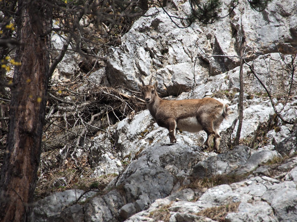 Steinbock auf der Krummen Ries / Hohe Wand / Niederösterreich