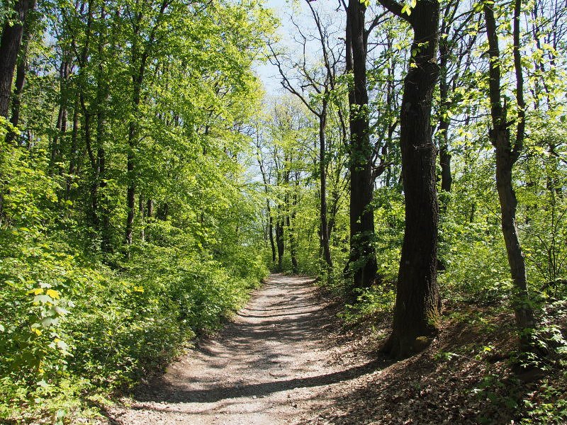 zur Sterndlwiese / Gütenbachgraben / Wien