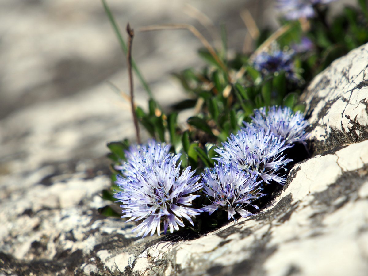 Blumen am Felsen / Mödling / Niederösterreich