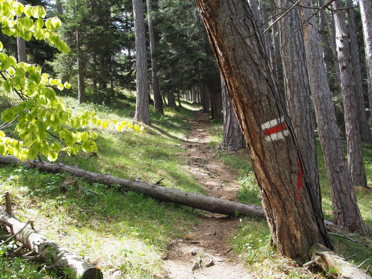 Am Weg zum Gösing / Flatz / Niederösterreich