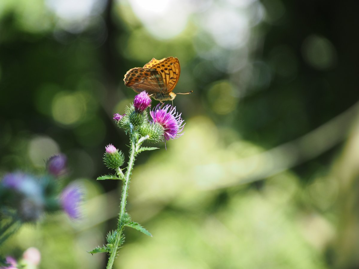 Öffne deine Sinne für die Schönheit der Natur