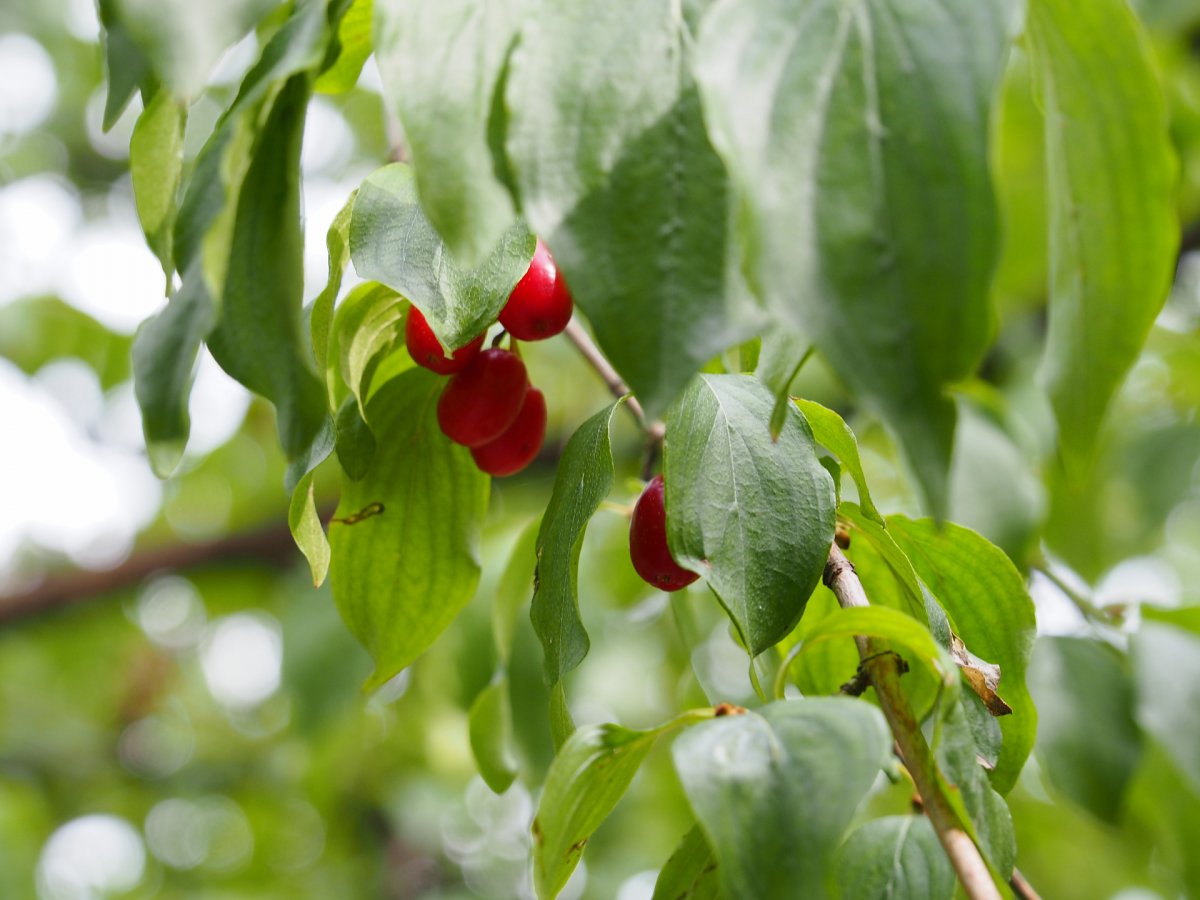 Bewundere was die Natur dir bietet