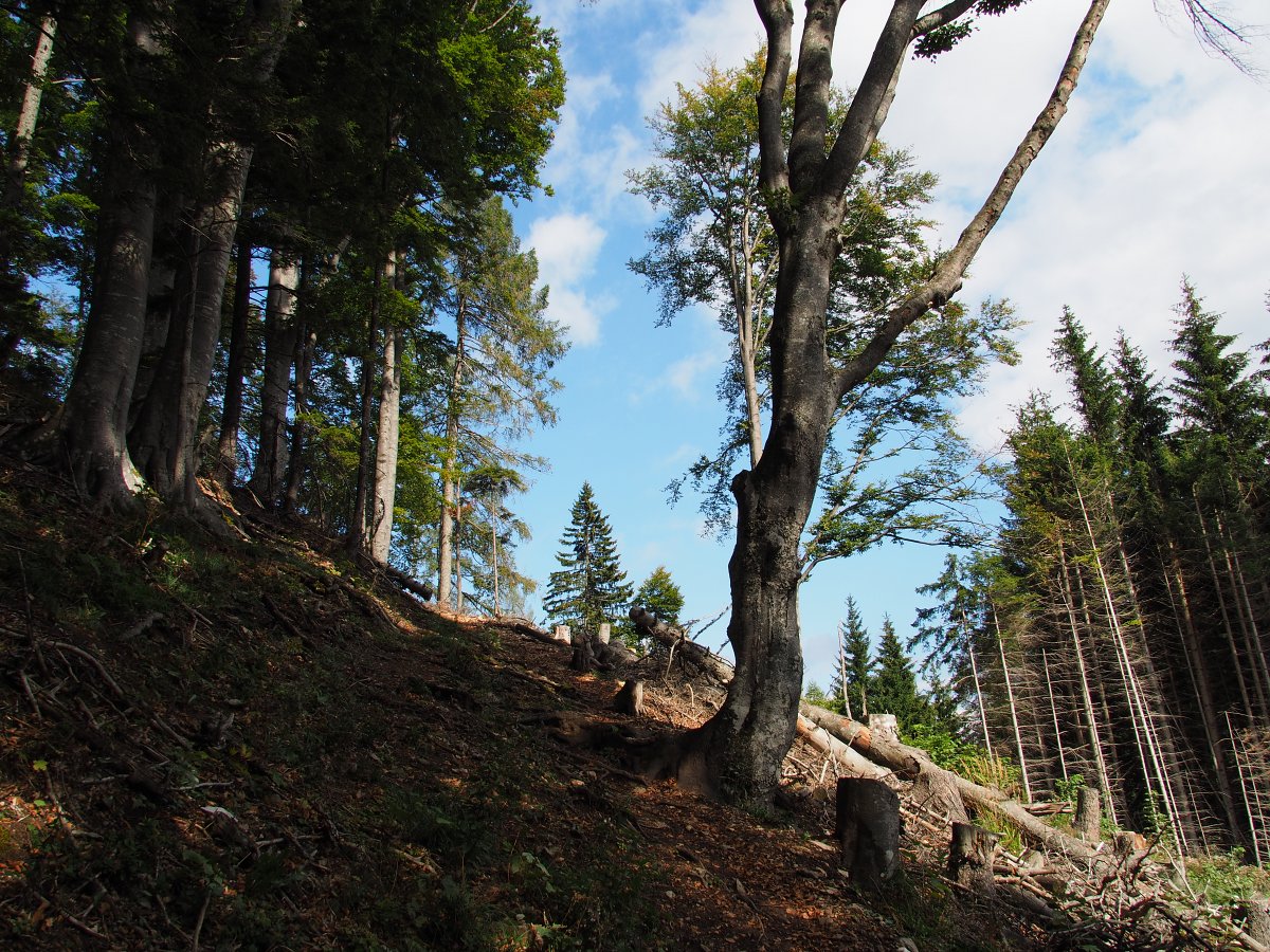 Gsolhirnsteig / Rax / Steiermark