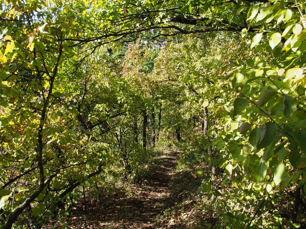 Waldweg / Wien