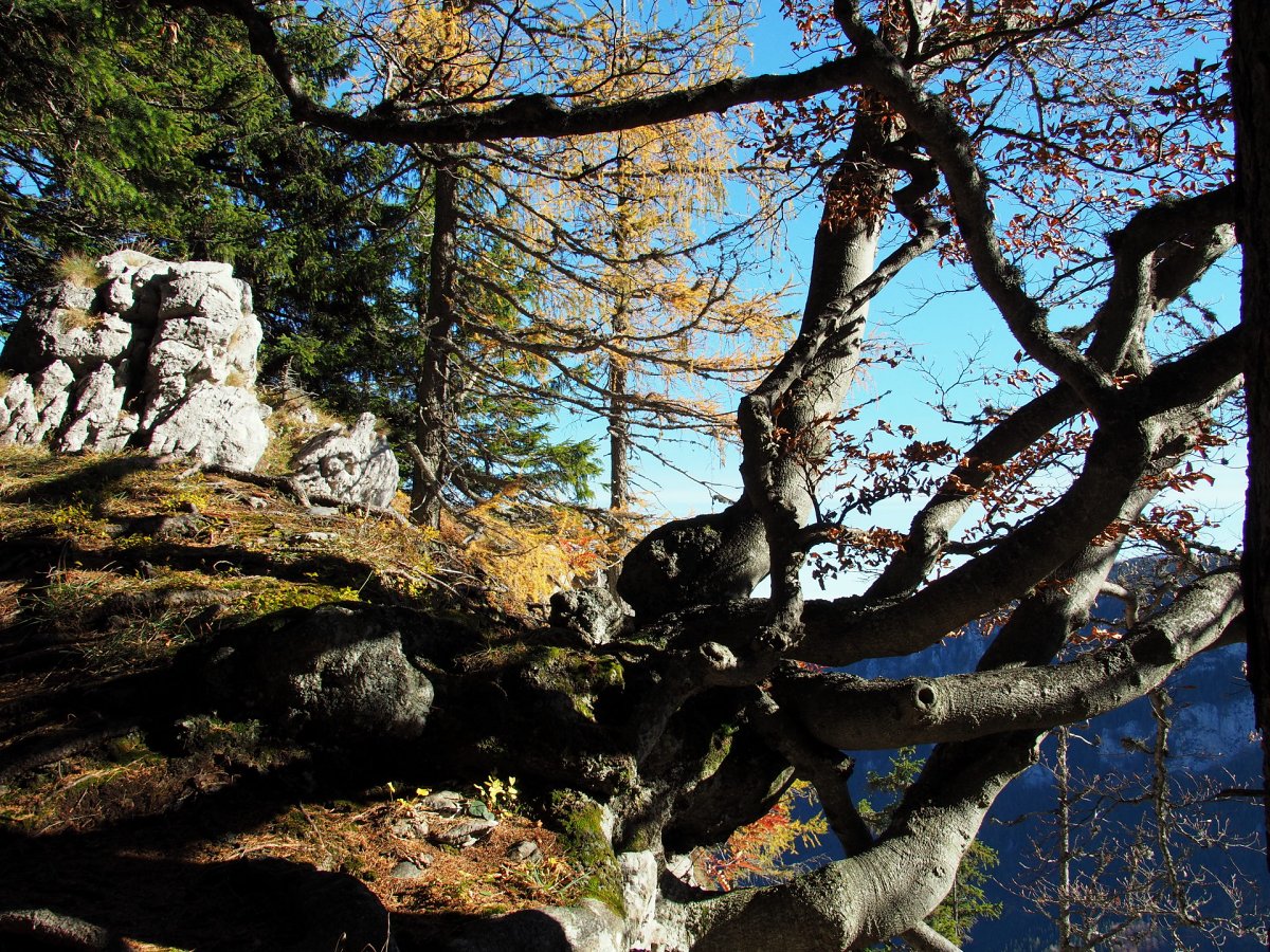 Am Aufstieg zur Karlalm / Hinternaßwald / Niederösterreich