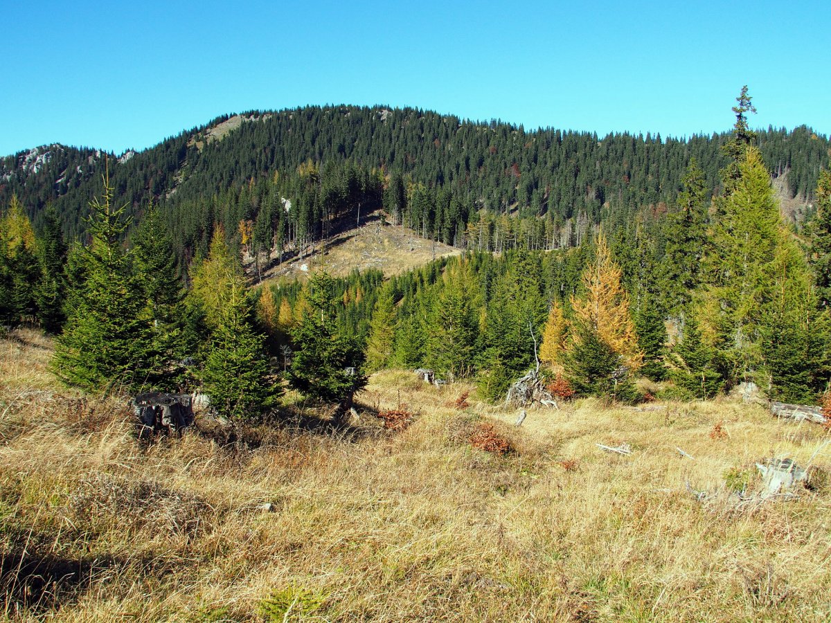 Unterwegs am Grenzkamm / Hinternaßwald / Niederösterreich