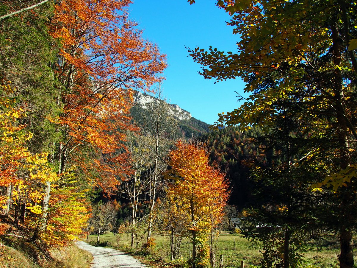 Im Oselgraben auf der Sonnleiten / Hinternaßwald / Niederösterreich