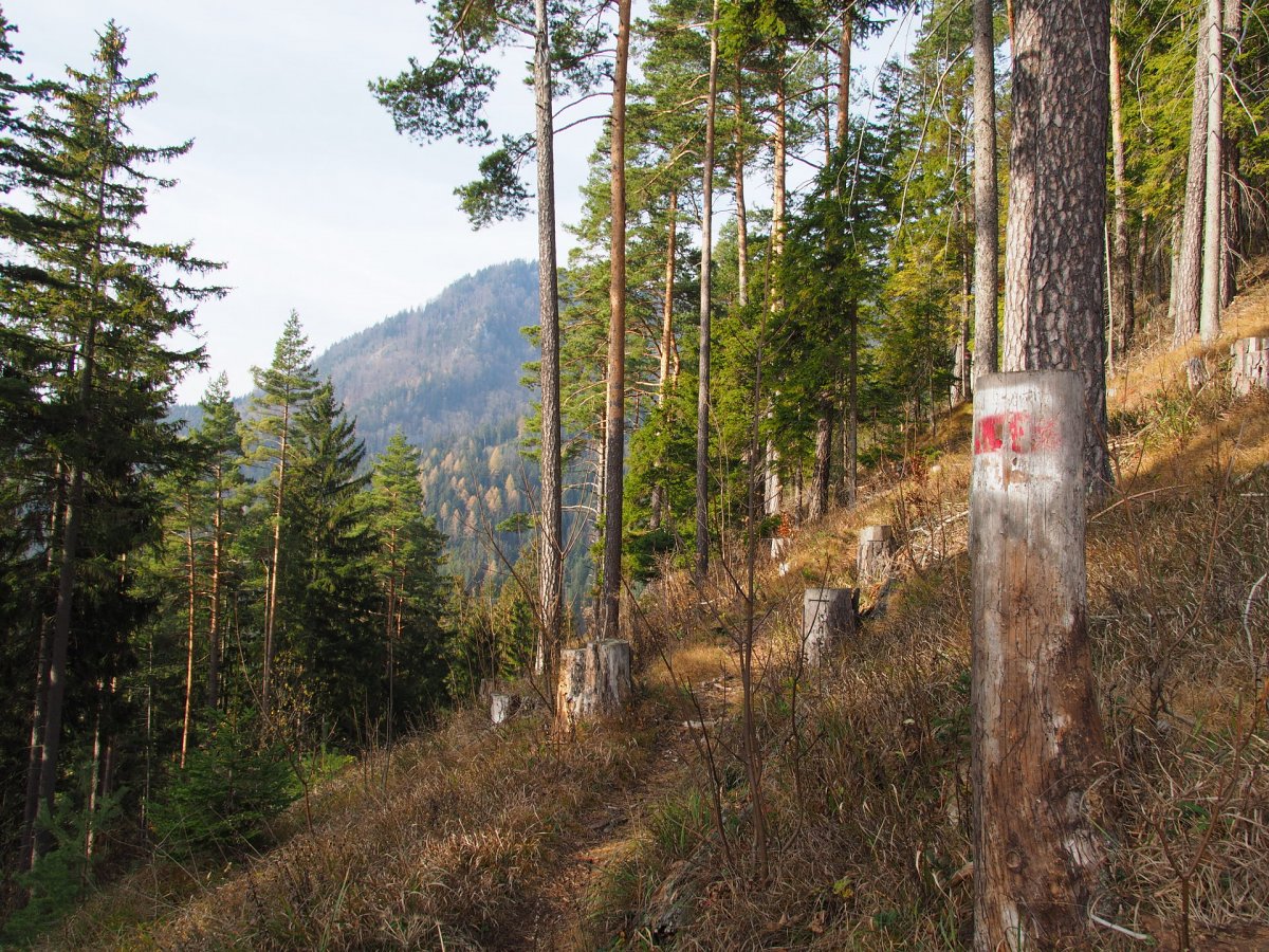 Am Weg zum Obersberg / Schwarzau / Niederösterreich