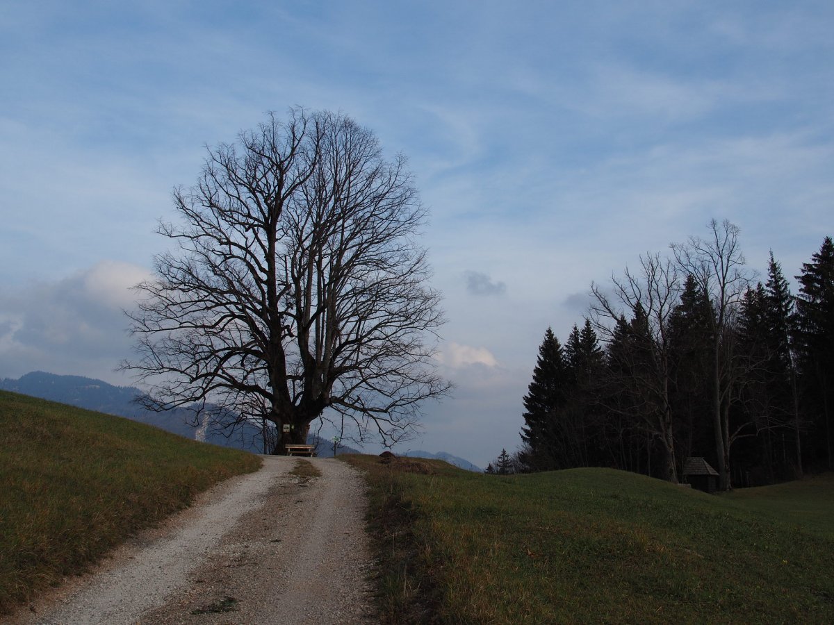 Obersberg-Linde / Schwarzau / Niederösterreich