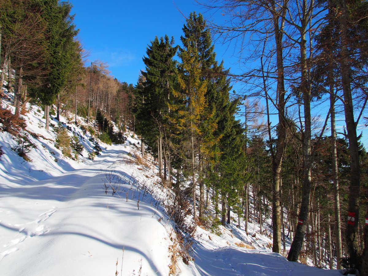 Am Weg zur Gauermannhütte / Dürre Wand / Niederösterreich