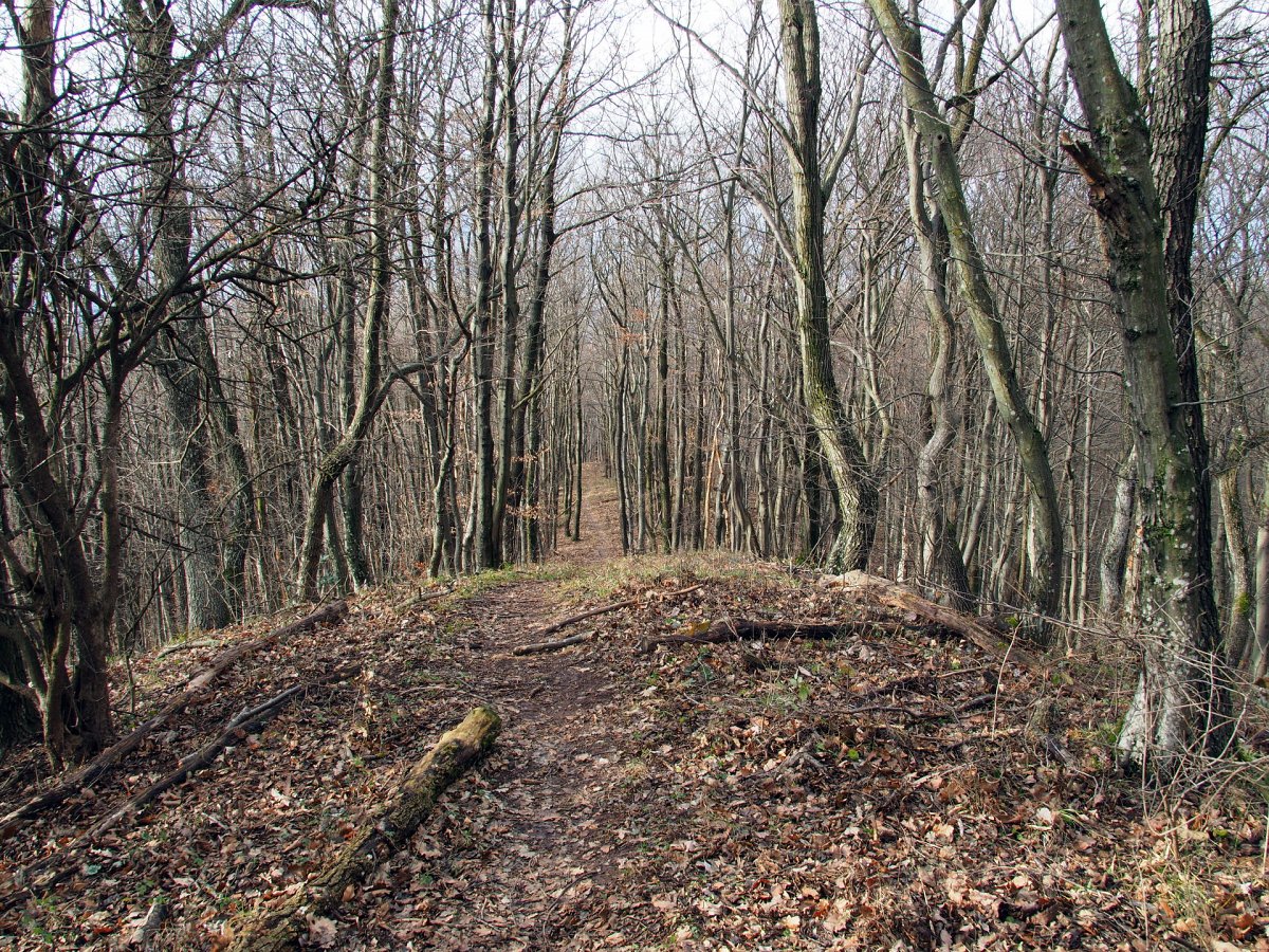Sattelberg / Föhrenberge