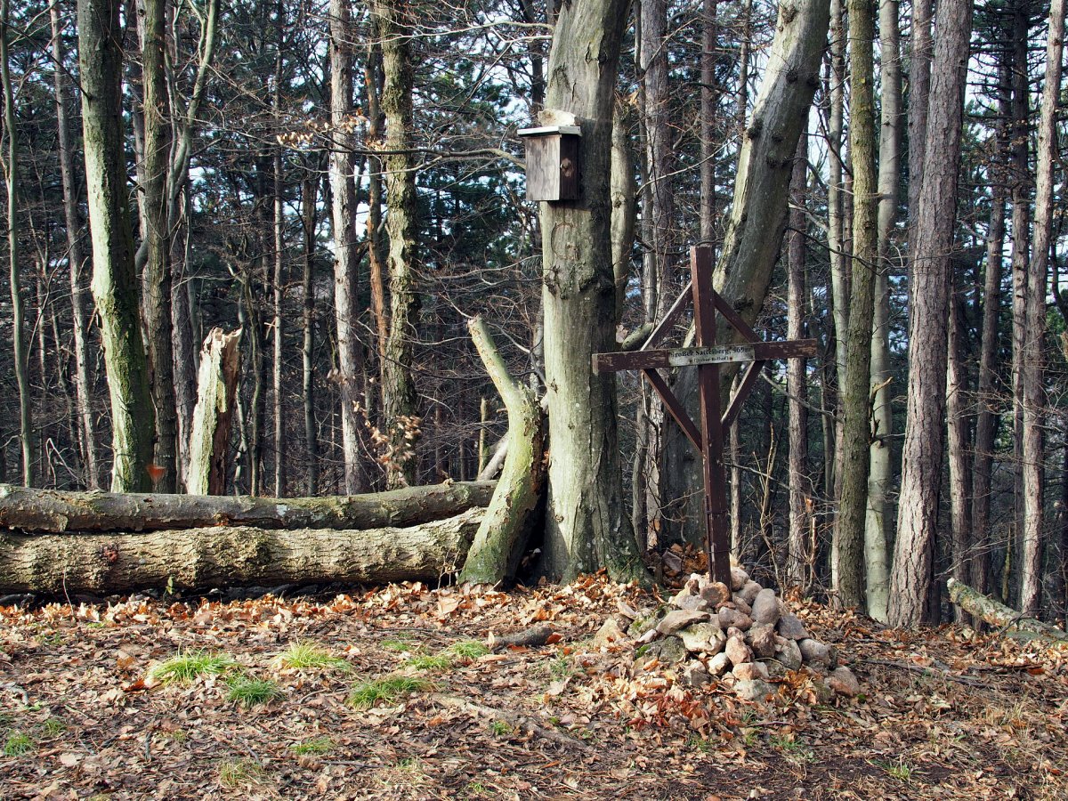 Großer Sattelberg / Föhrenberge