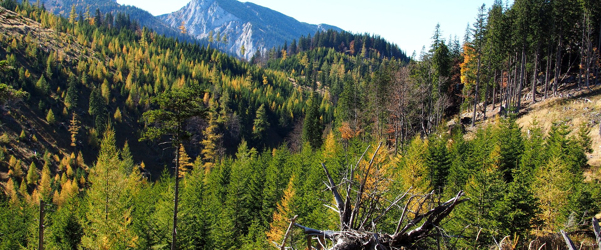 Kreuzsattel / Hinternasswald / Niederösterreich