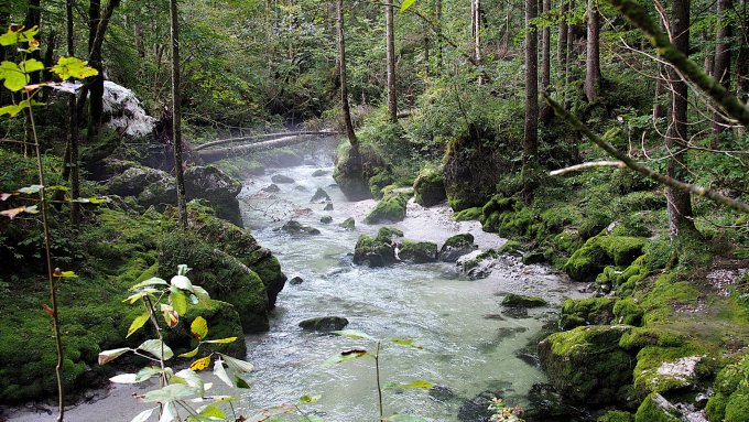Fluss im Wald