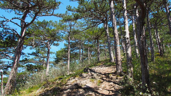Föhrenwald / Hinterbrühl / Niederösterreich Föhrenwald / Hinterbrühl / Niederösterreich