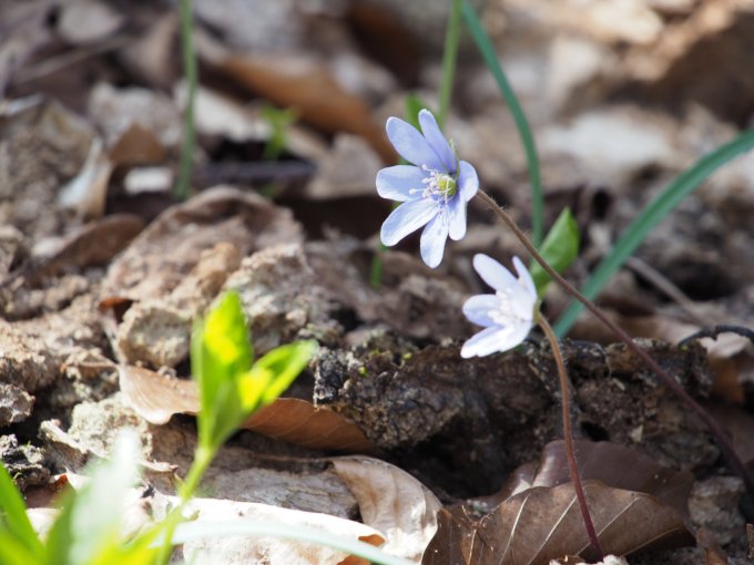 Frühlingsblume Frühlingsblume