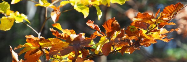 Herbstlaub