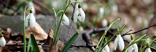 Schneeglöckchen - Frühlingsgruß aus dem Wienerwald