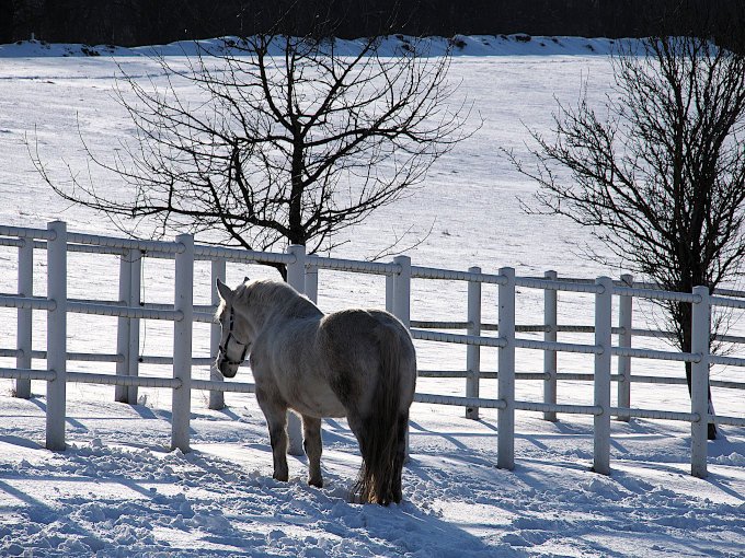 Pferd im Schnee