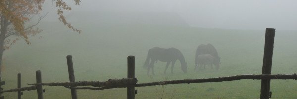 Pferde im Nebel
