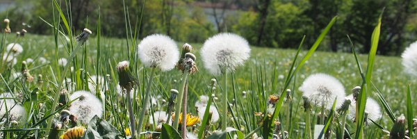 Pusteblumen auf der bunten Wiese