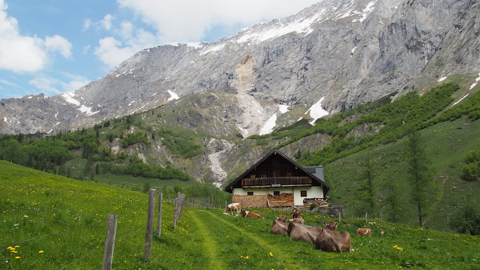 Kühe auf der Unterjochalm / Salzburg Kühe auf der Unterjochalm / Salzburg